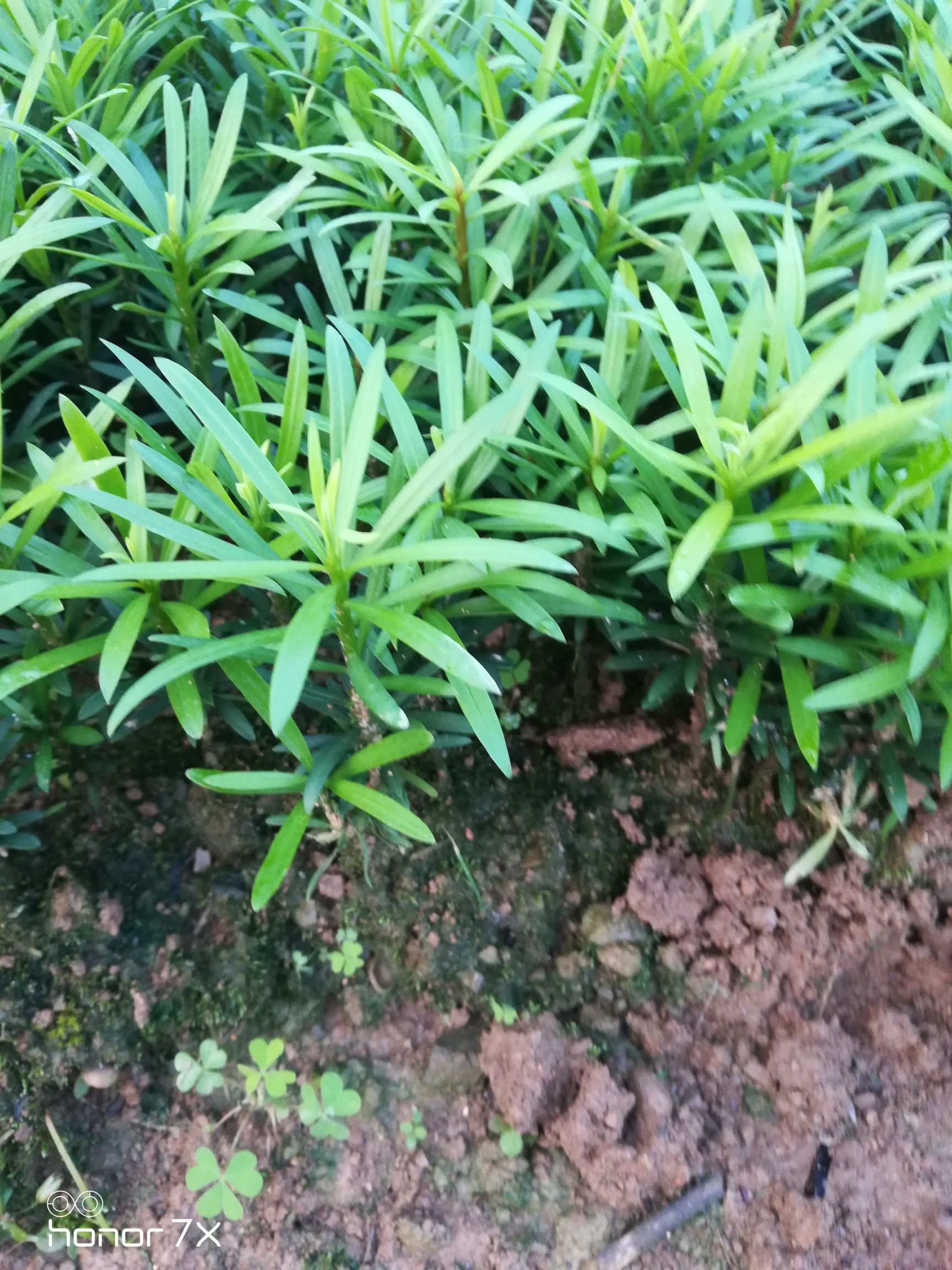 罗汉松苗