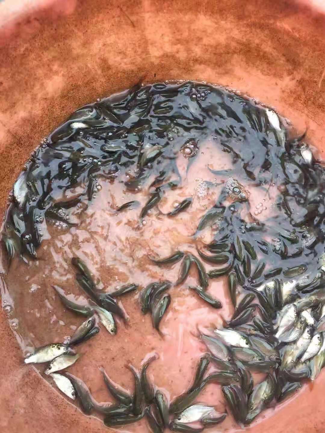 建鲤鱼苗 丰鲤鱼苗 裸鲤鱼苗 拐子鲤鱼苗 自孵水花