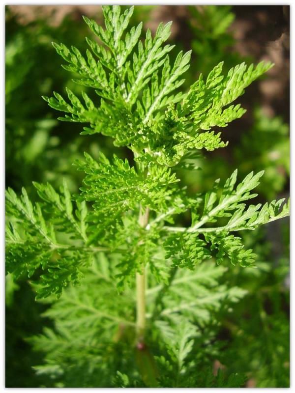 基本要求:青蒿是一年生草本植物,为菊科篙属植物黄花蒿.