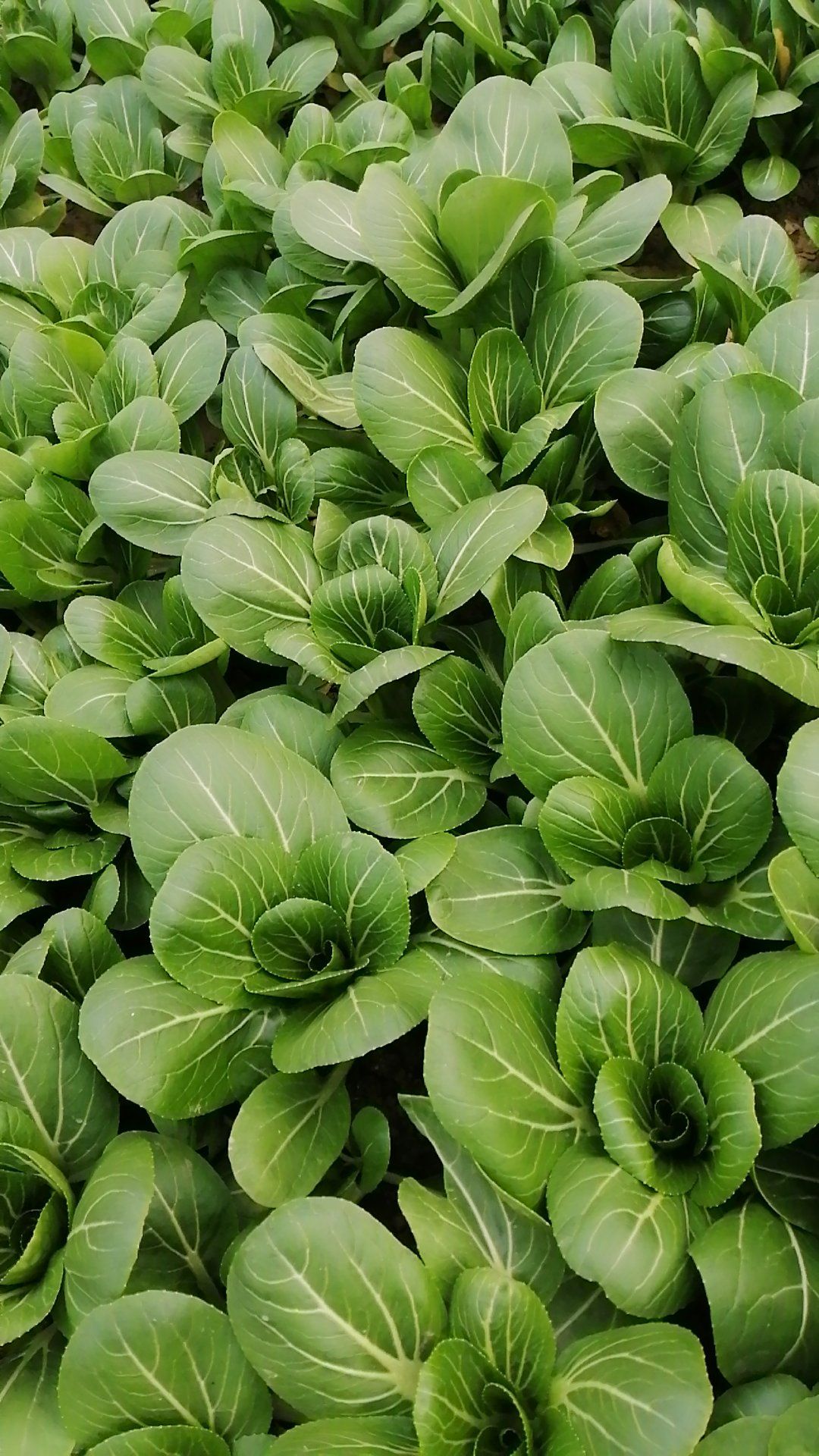 [上海青批发]油菜苗 精品寒青!要的从速价格1.5元/斤