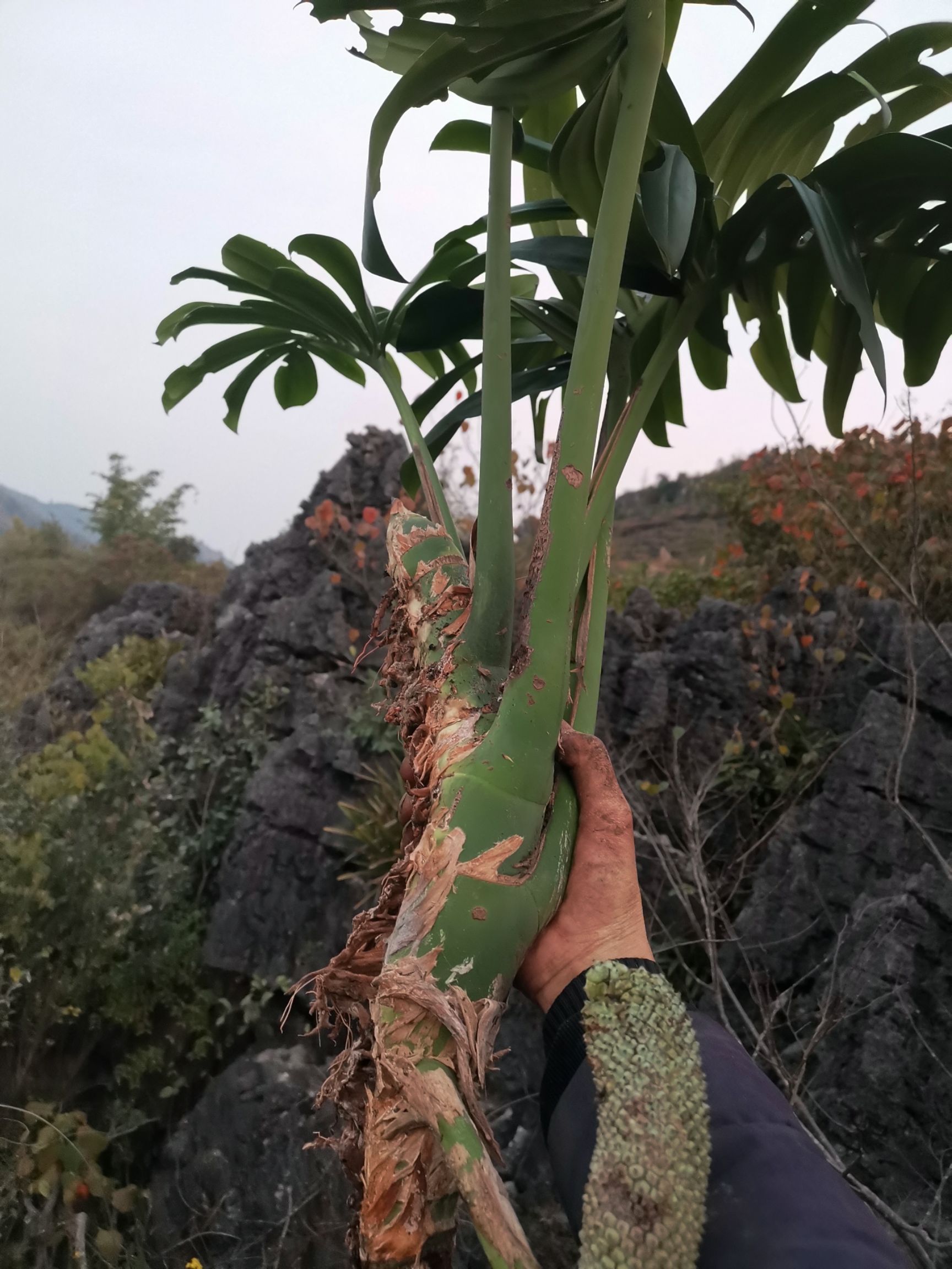 草花 麒麟尾