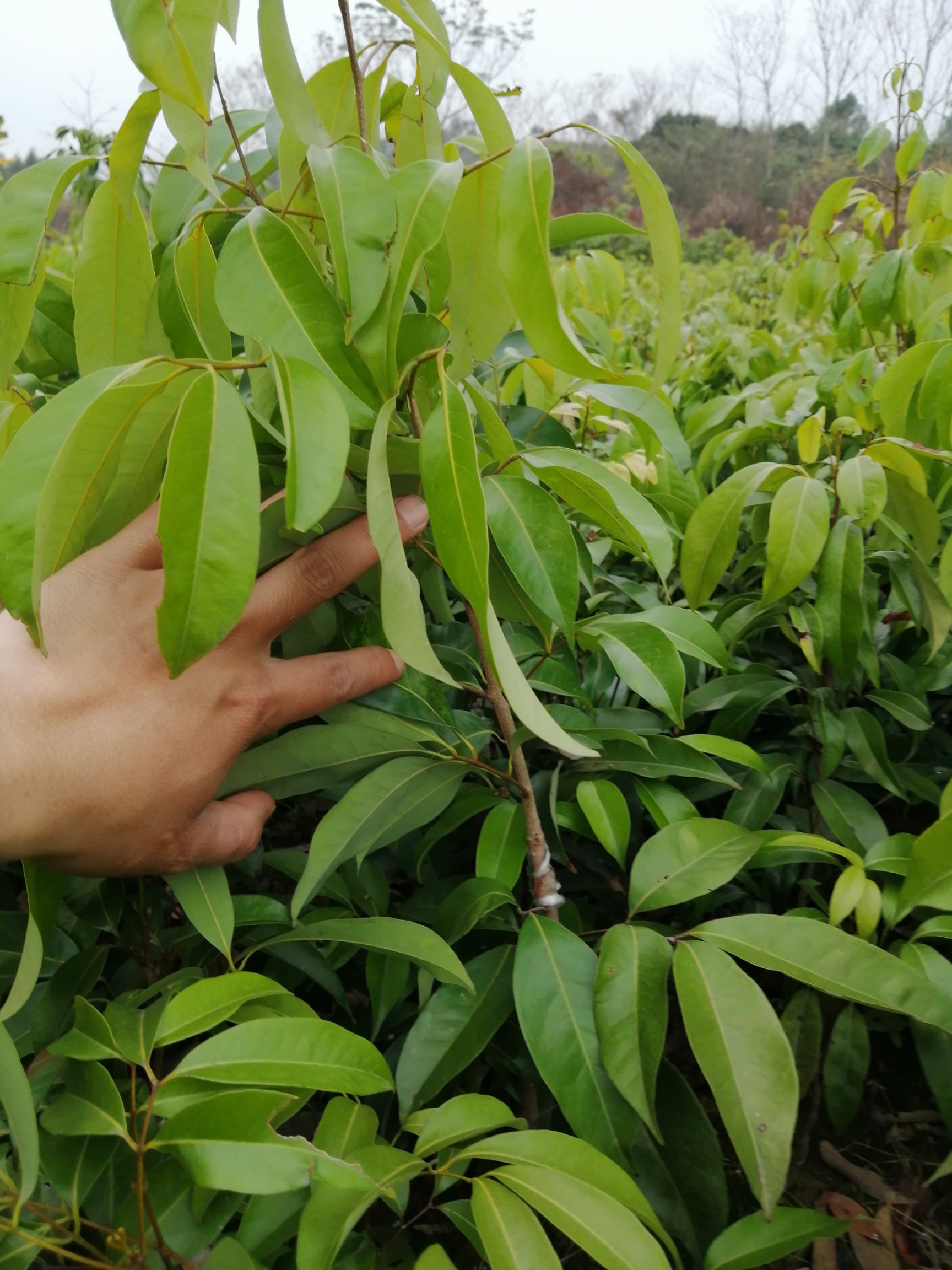 仙进奉荔枝苗