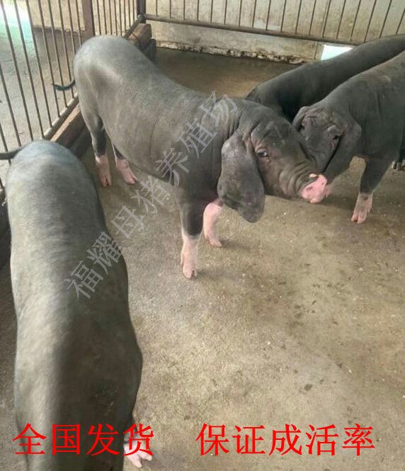 [太湖猪批发] 纯种母猪,高产母猪,保证成活率.价格元