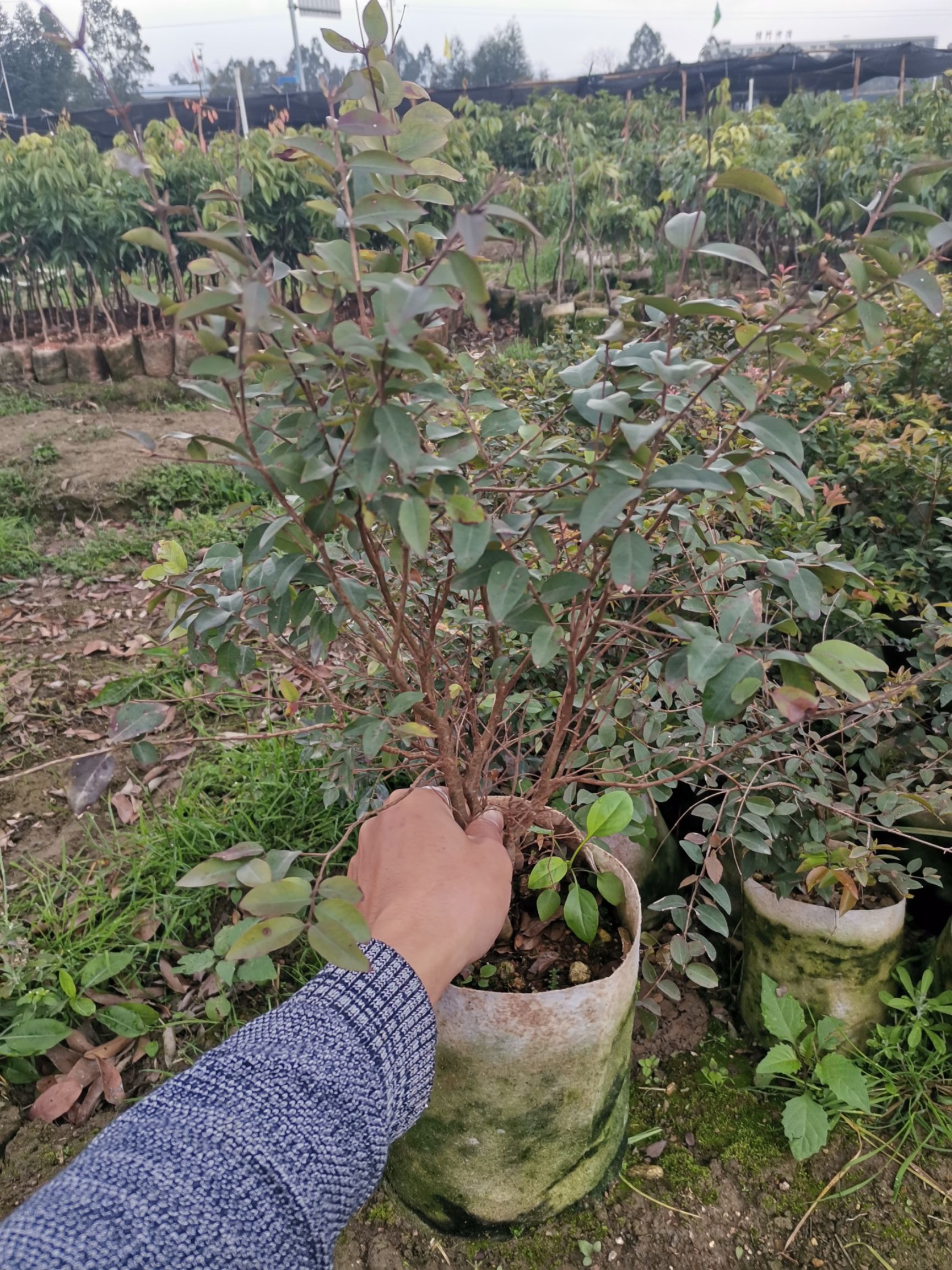 嘉宝果苗嘉宝果树苗台湾巴沙早生艾斯卡嘉宝果树盆栽地栽树苗