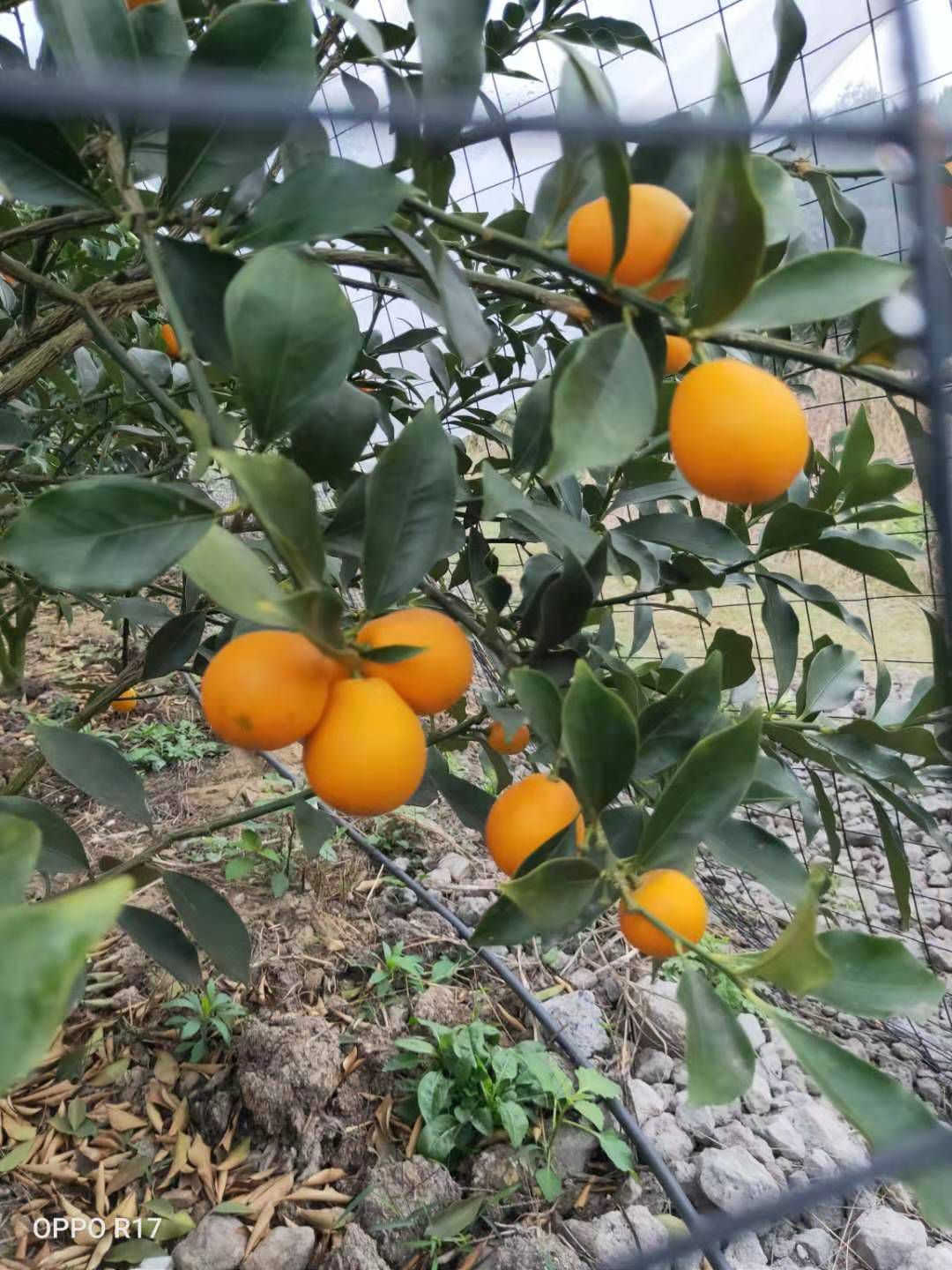脆蜜金柑枝条