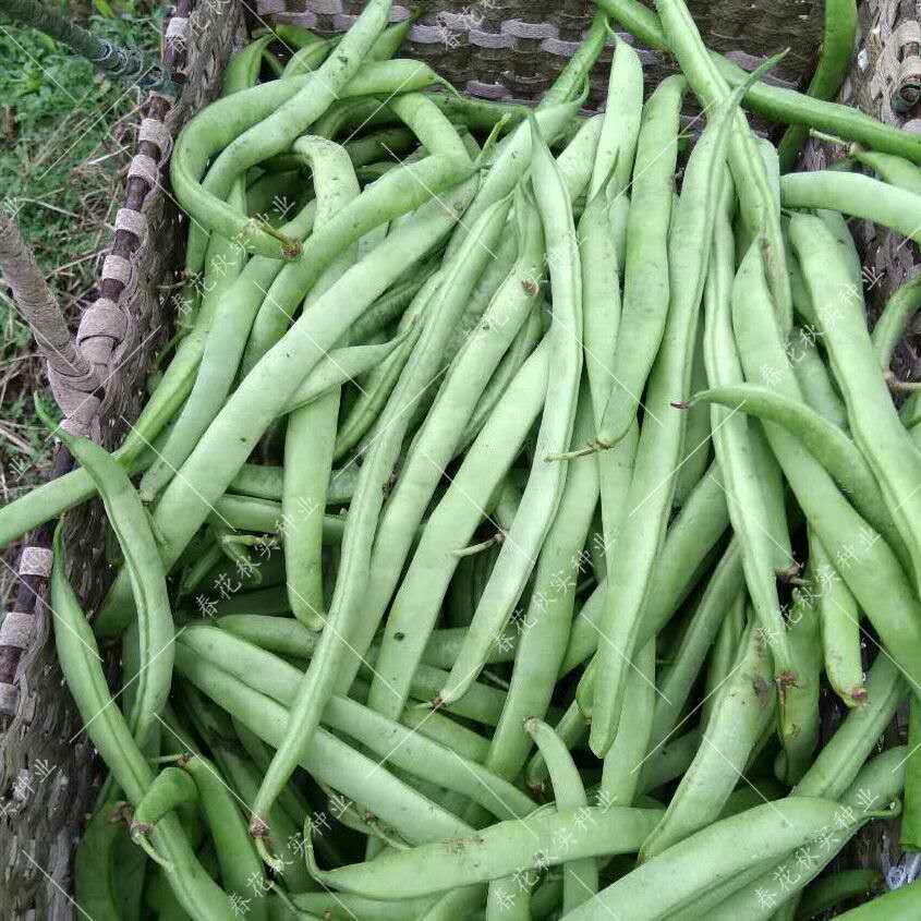 地芸豆种子 地豆种子四季豆芸豆无架种子蔬菜种子农家四季30粒