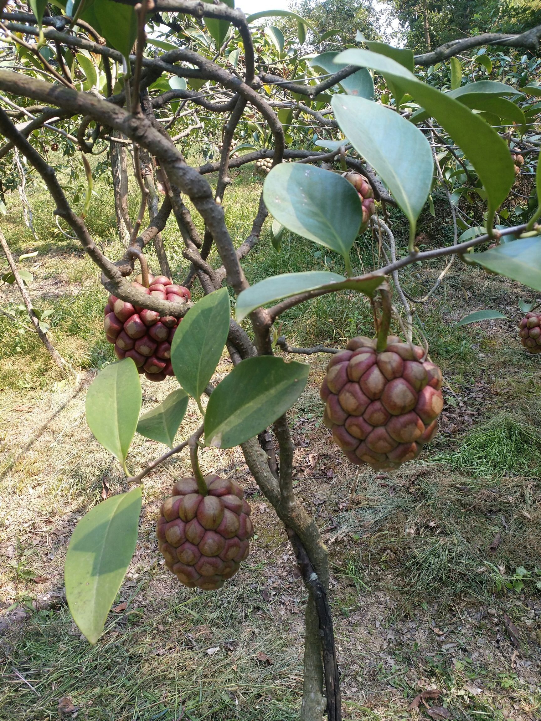 黑老虎 纯天然的水果无污染