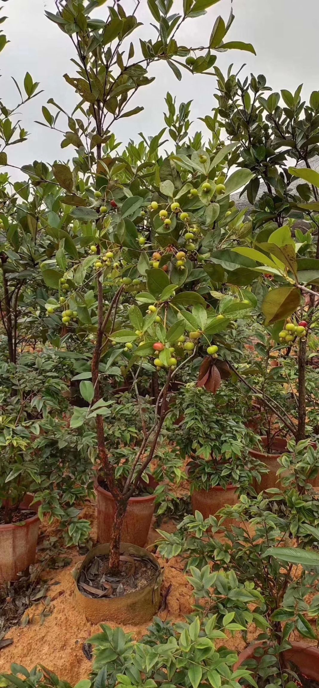 巴西甜樱桃苗 当年结果 南北方种植 可盆栽 巴西樱桃苗,有小苗有大苗