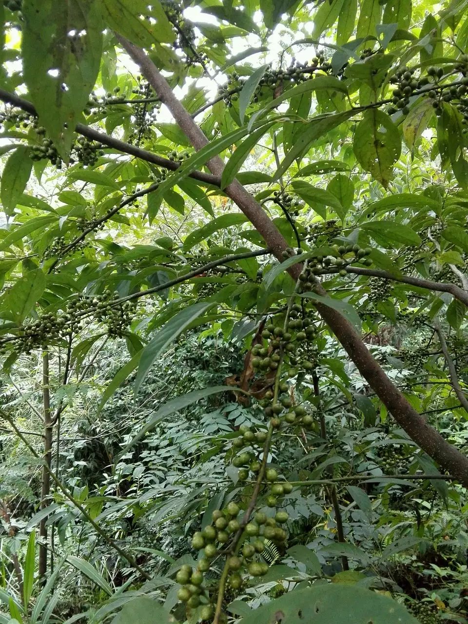 山苍子苗,木姜子苗