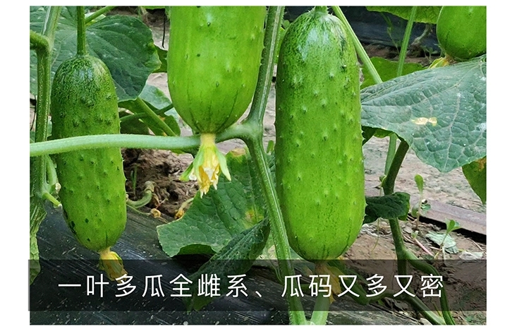 水果黄瓜种子中科翡翠旱黄瓜种子全雌系大刺瘤瓜味浓清