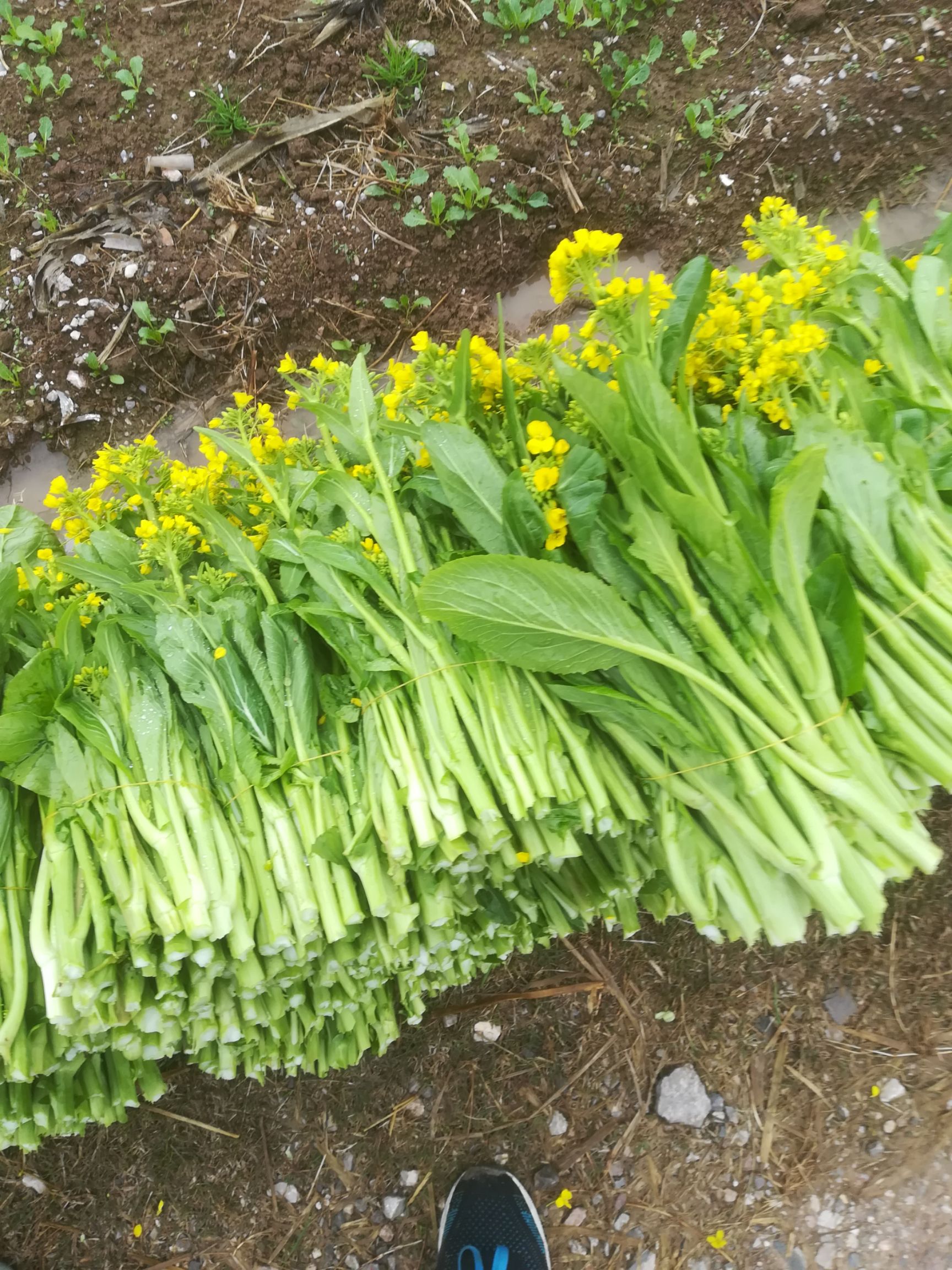 桂林菜苔,白菜苔,甜菜苔,柳叶菜苔