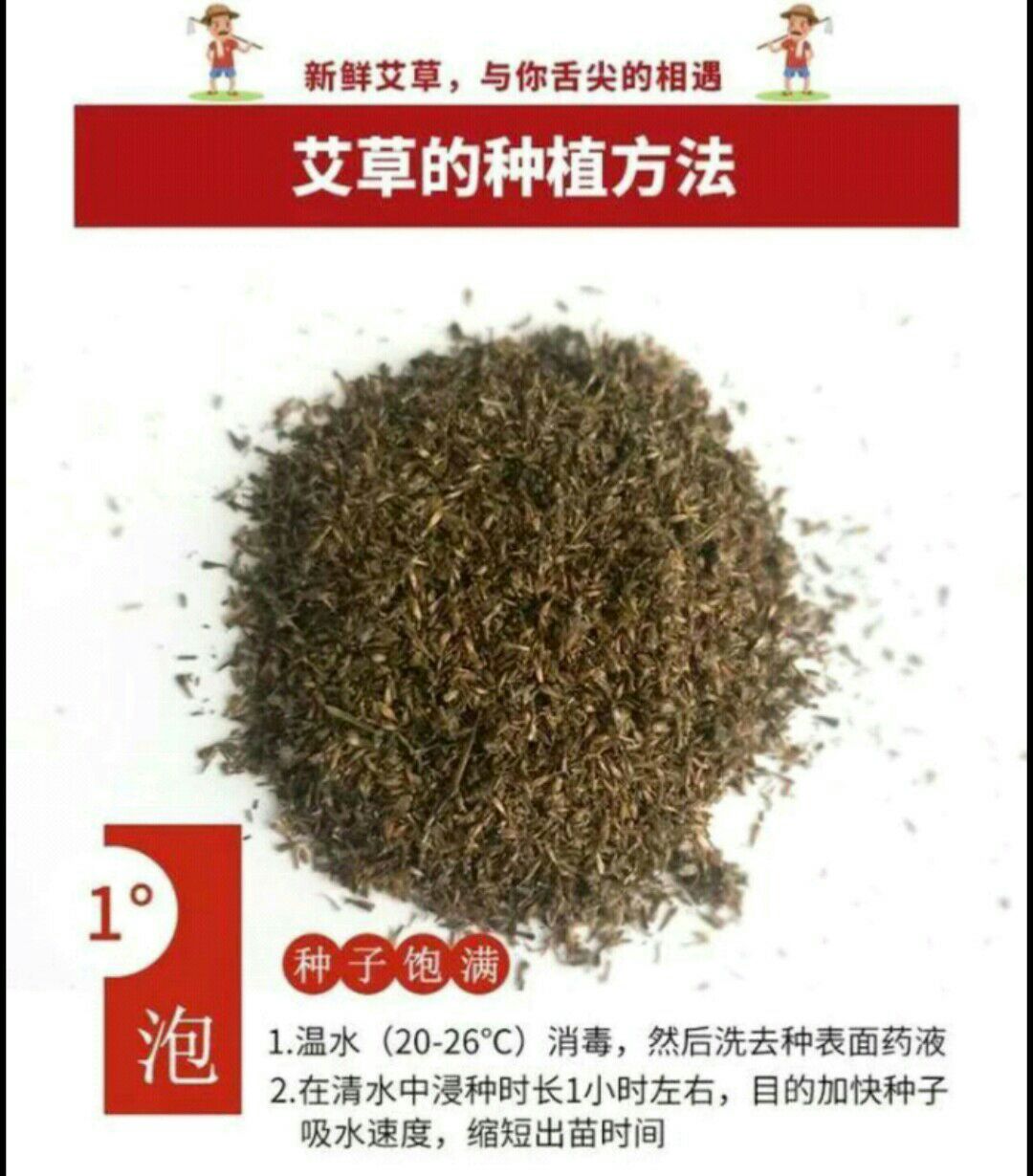 艾草种子