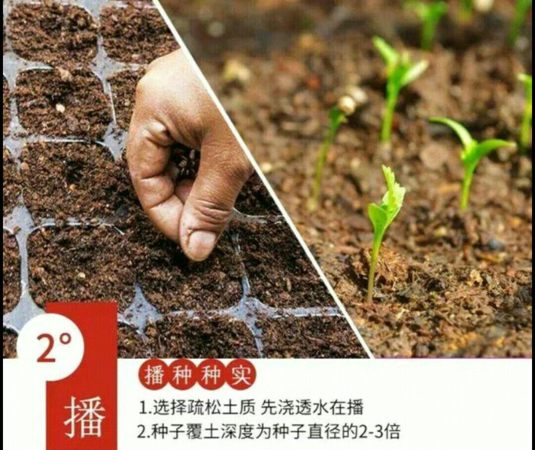 艾草种子