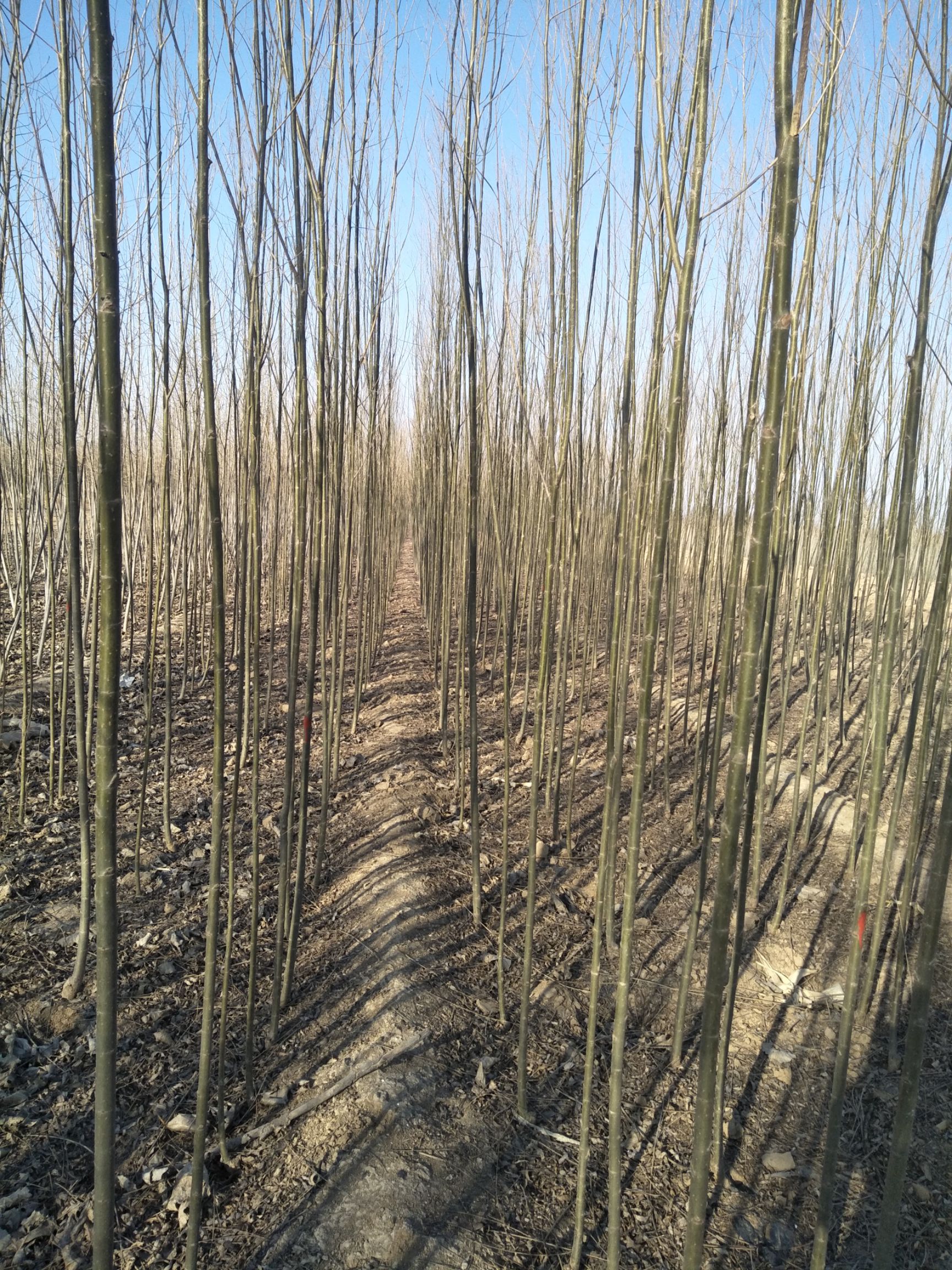 供应大厅  苗木花草  杨树