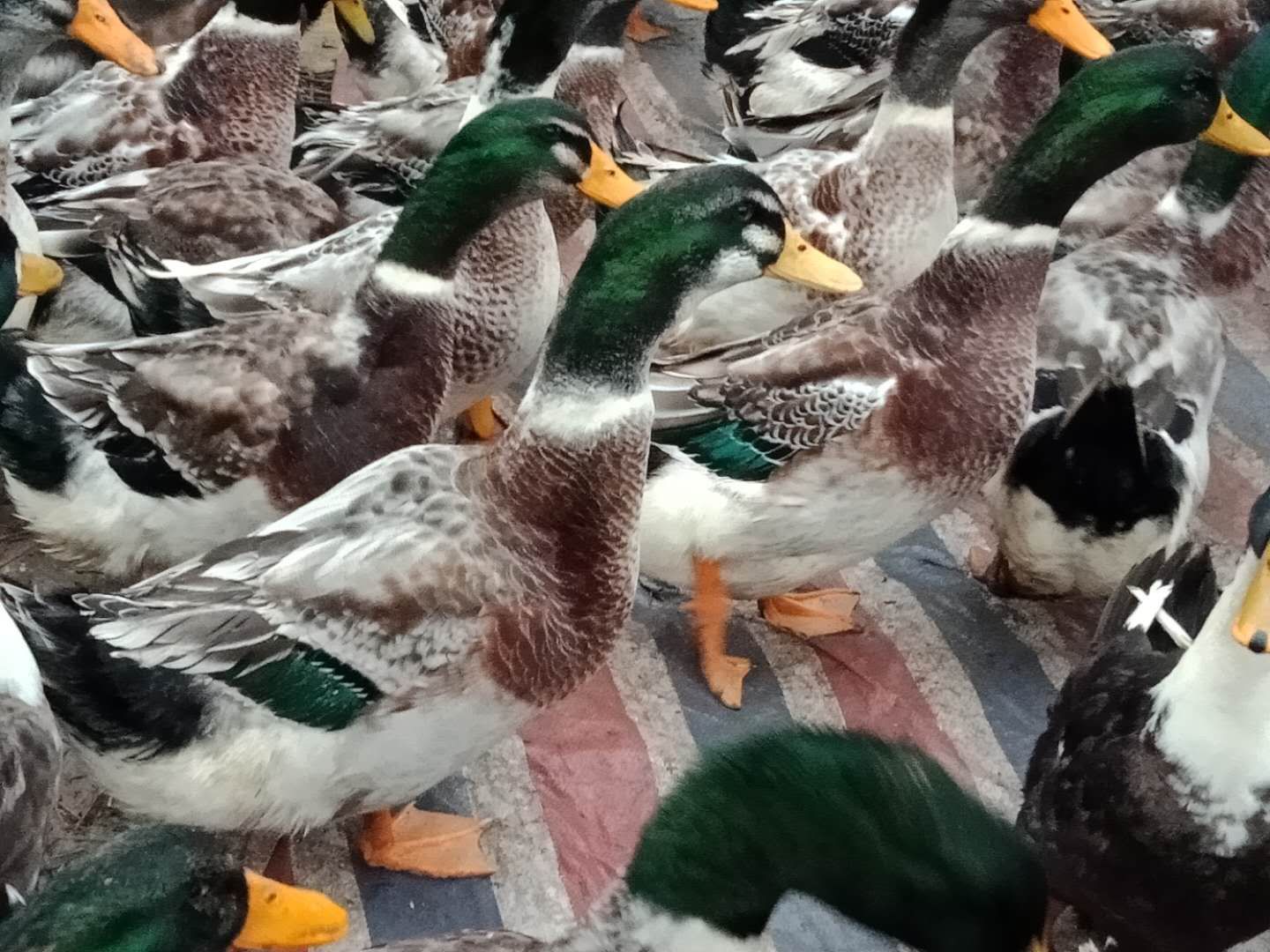 青头鸭 