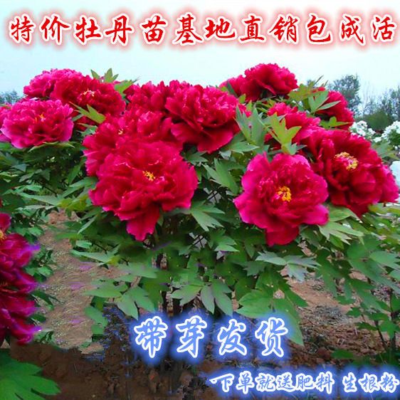 牡丹花观赏牡丹 当年开花基地直销死苗免费补发量大从优