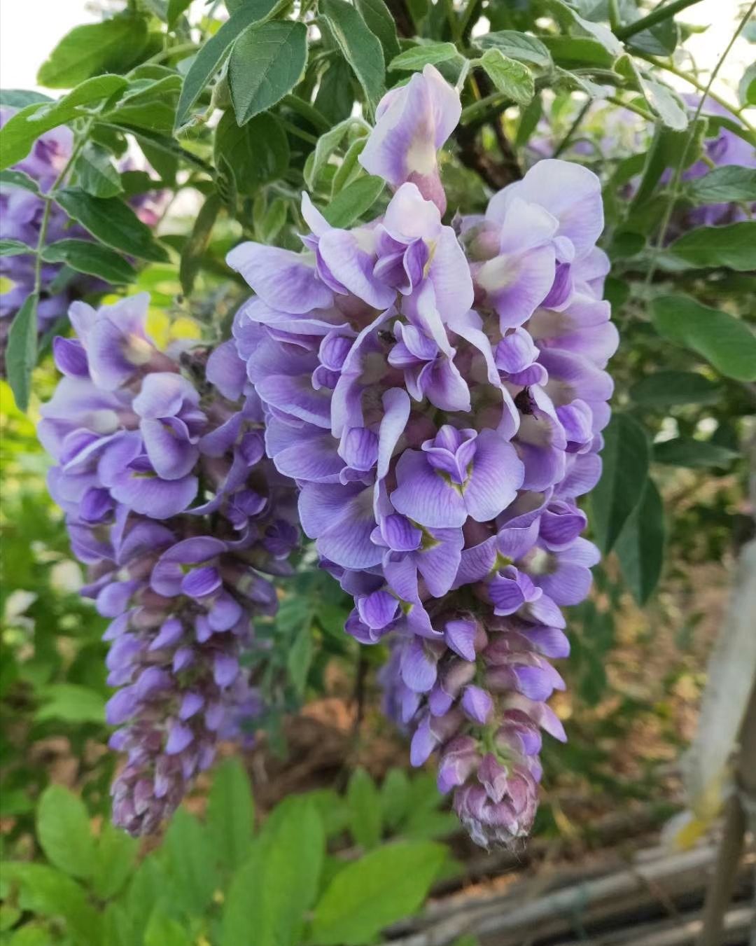 品种名:多花紫藤 长度:0.