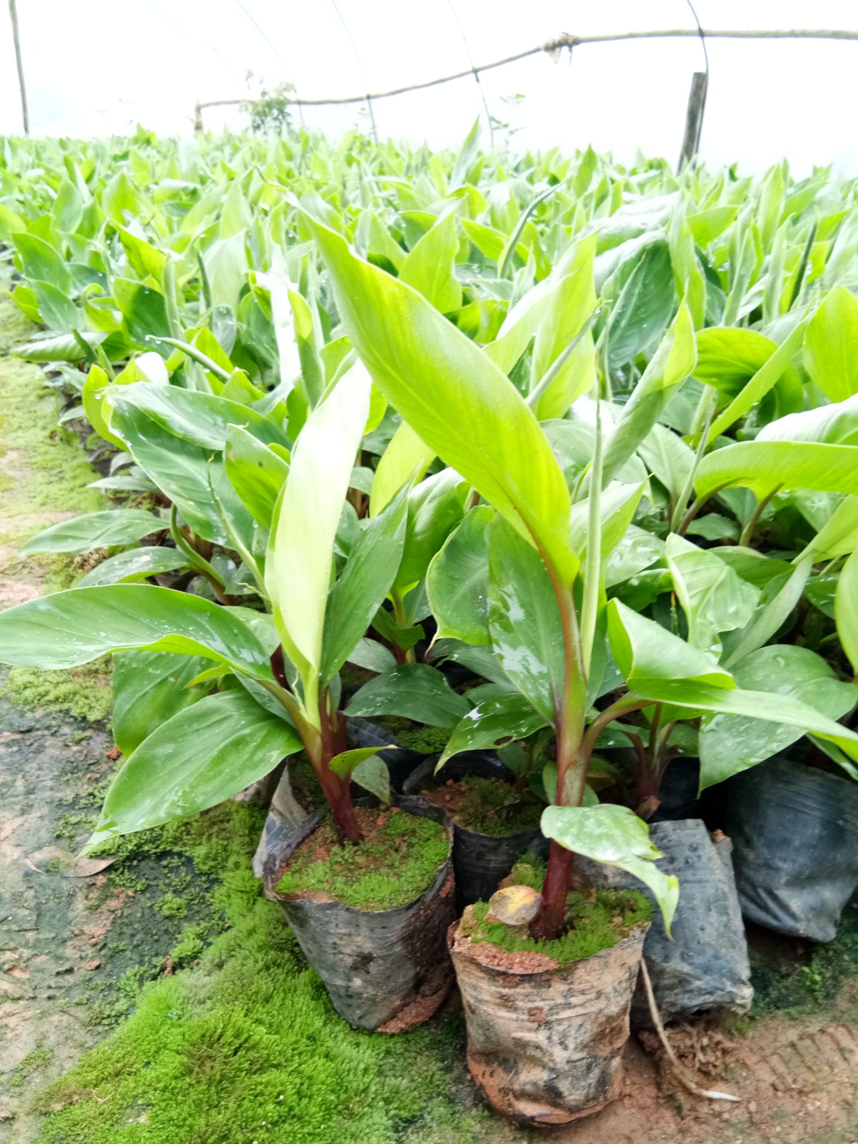 南洋红香蕉苗 试管苗培育