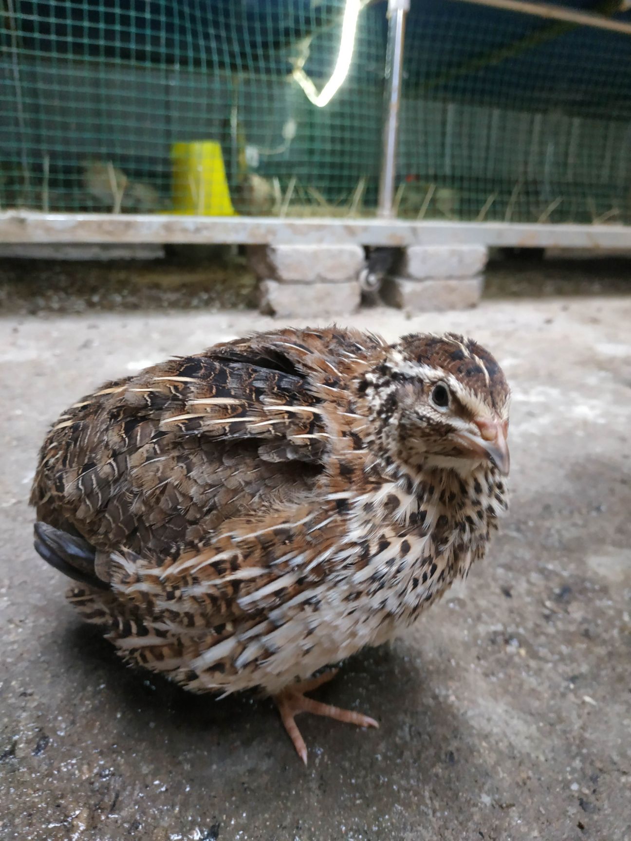 供应大厅  禽畜肉蛋  鹌鹑蛋  收藏 分享