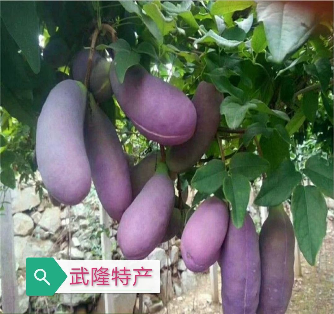 武隆水果八月瓜苗 三叶木通果苗 八月炸苗 可提前预订八月瓜果