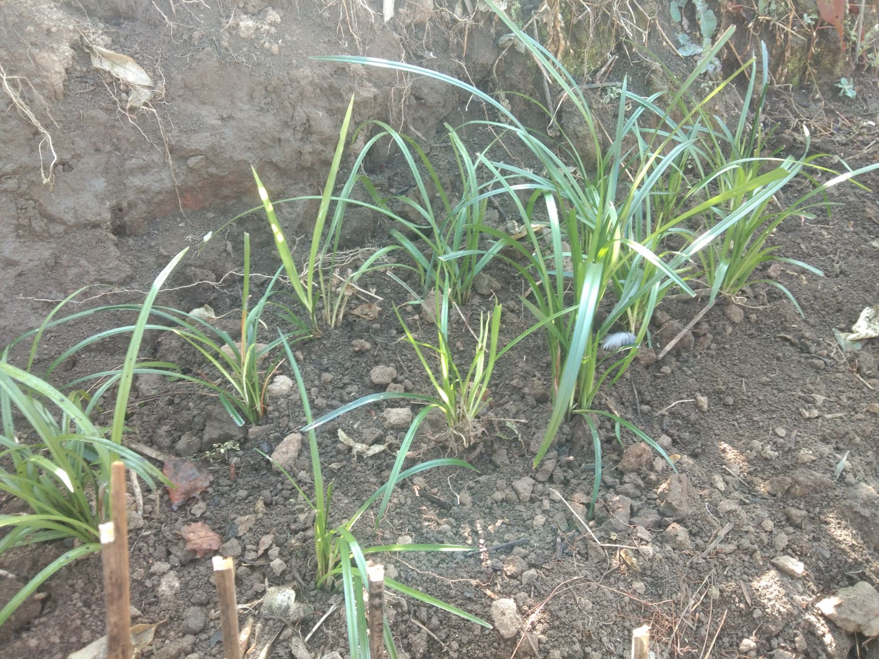 云南保山腾冲市下山兰 下山春兰