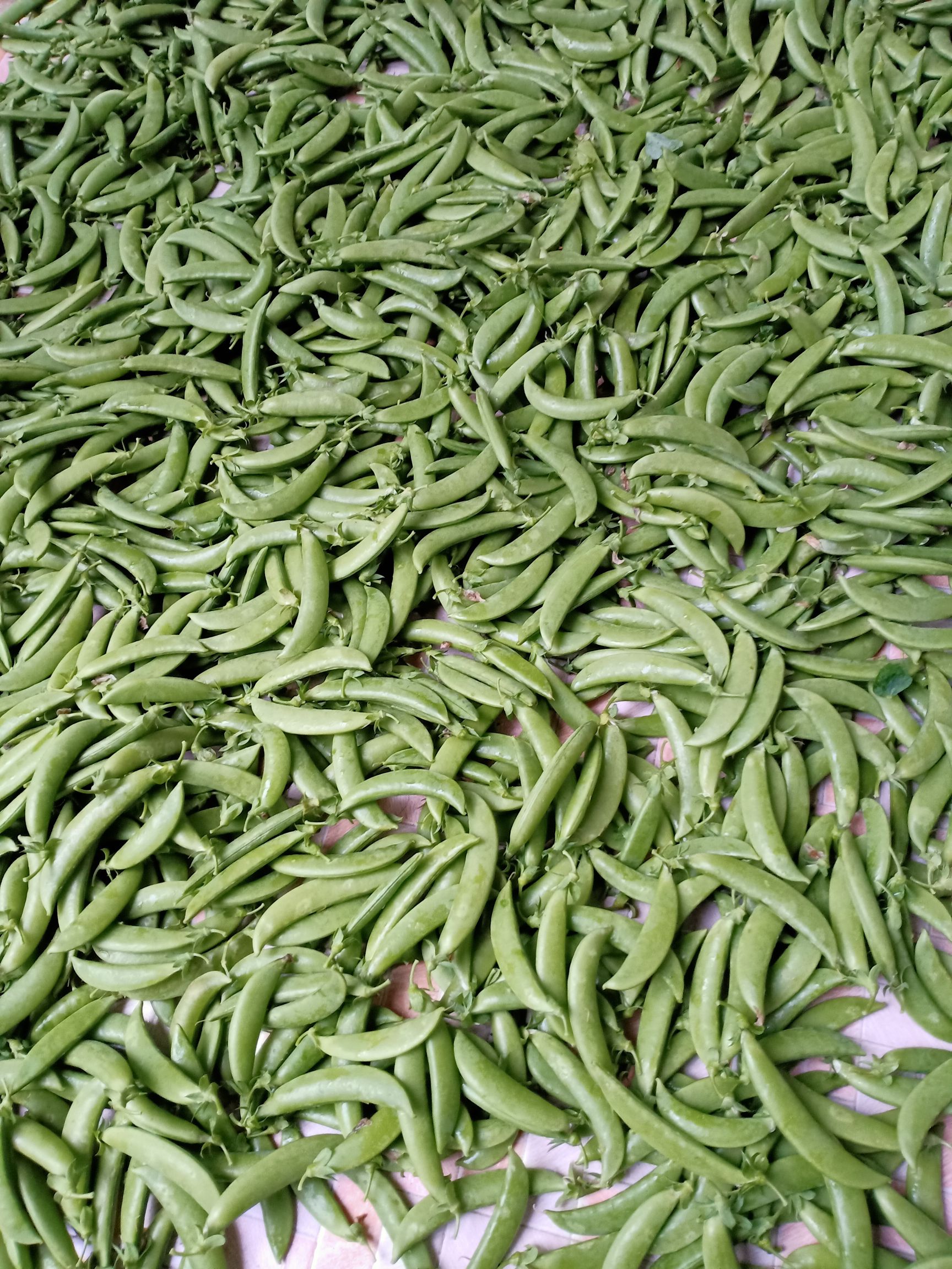 甜脆豌豆 甜豆 产地自销,大量现货 价格 5.00-6.