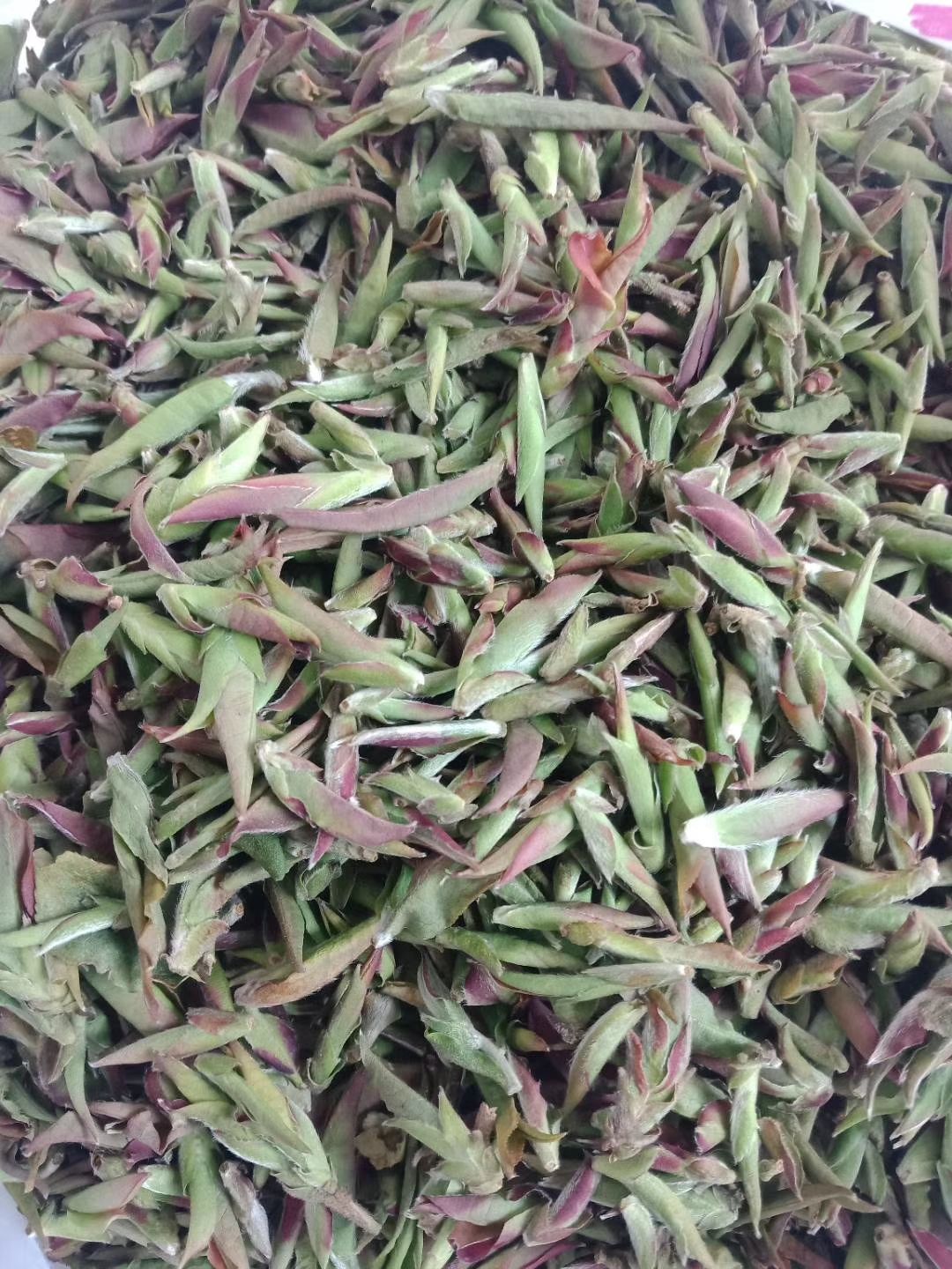 高山*生茶*茶—芽孢