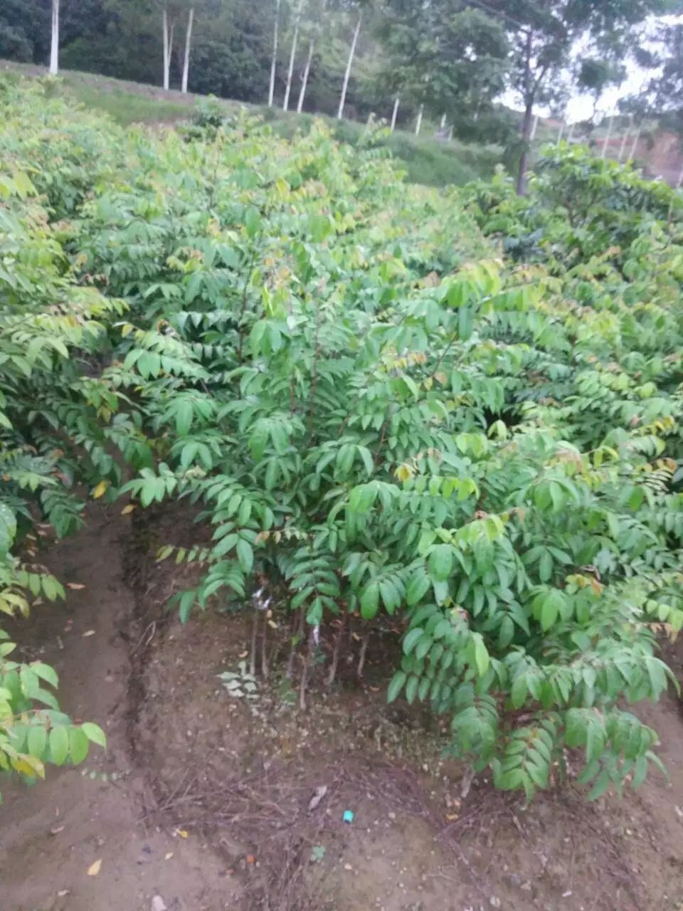 马来西亚红杨桃苗 杨桃树苗