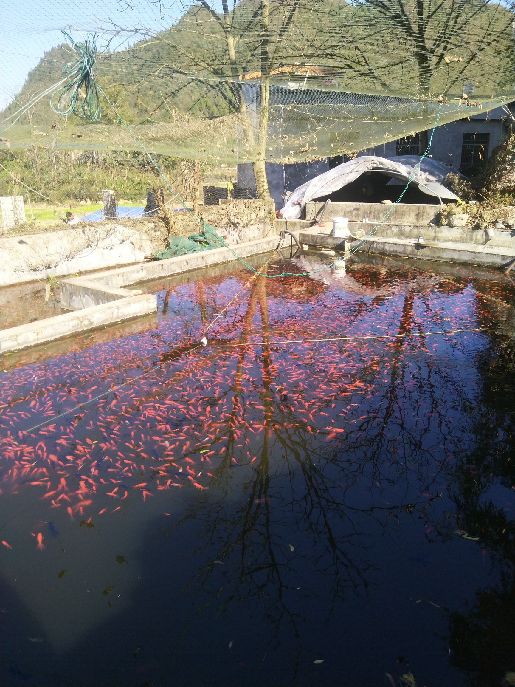 坝佑观赏鱼养殖场,长年出售黄金锦鲤,三色锦鲤,红草,金鱼.