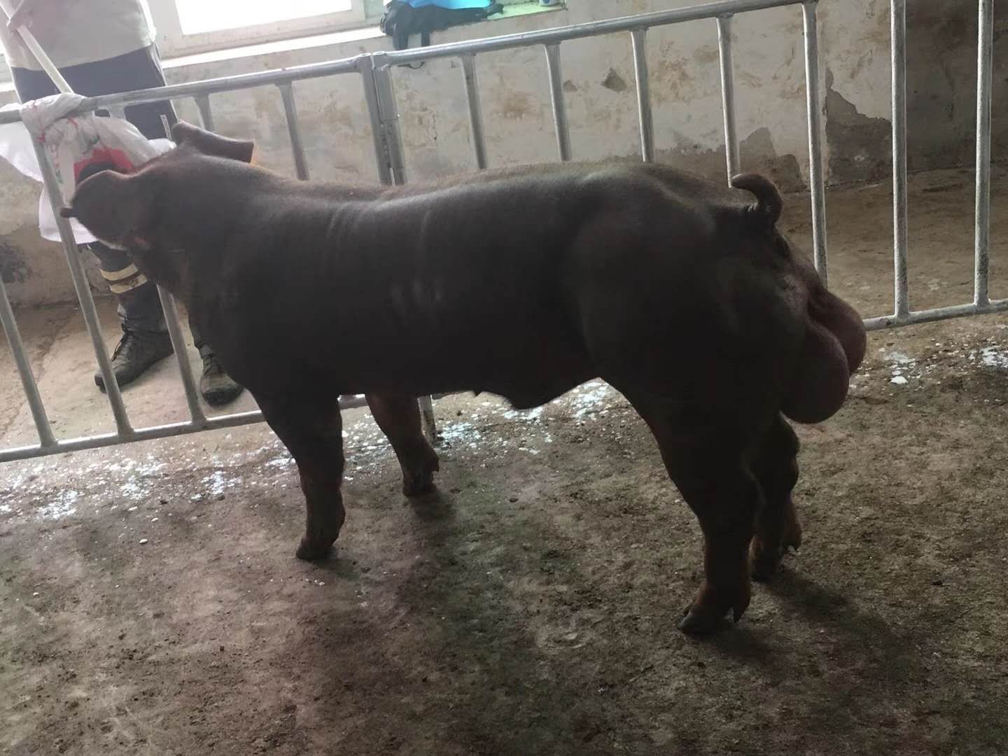 杜洛克公猪