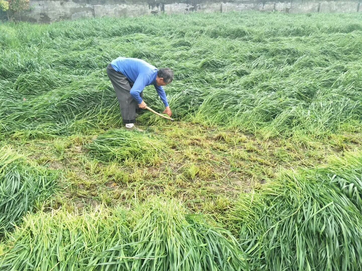 多年生黑麦草种子养羊牧草种子冬天一样长包邮