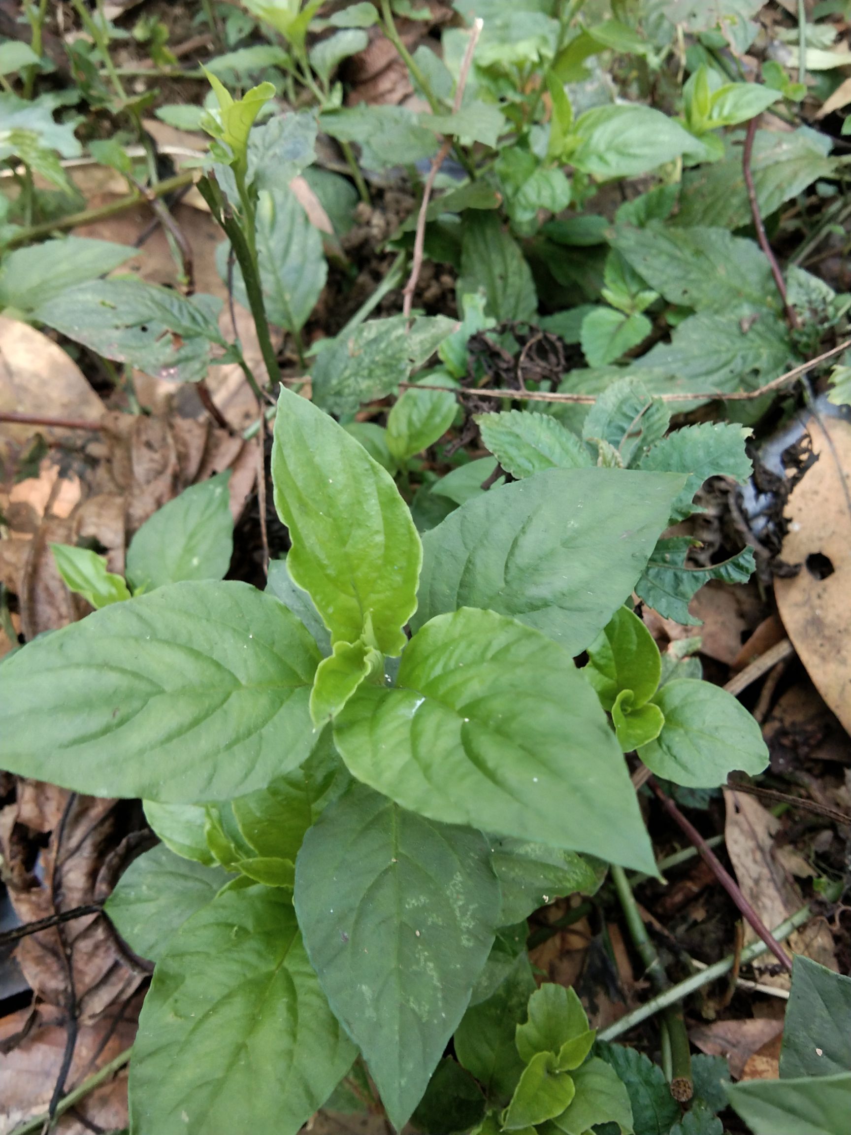 中药材薄荷 香草