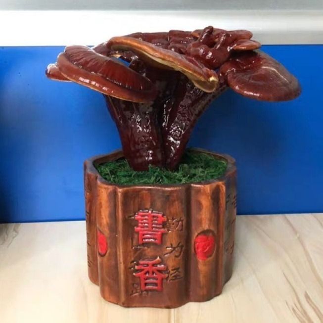 造型灵芝基地观赏灵芝盆景不带盆室内中小号家庭阳台客厅书房摆件