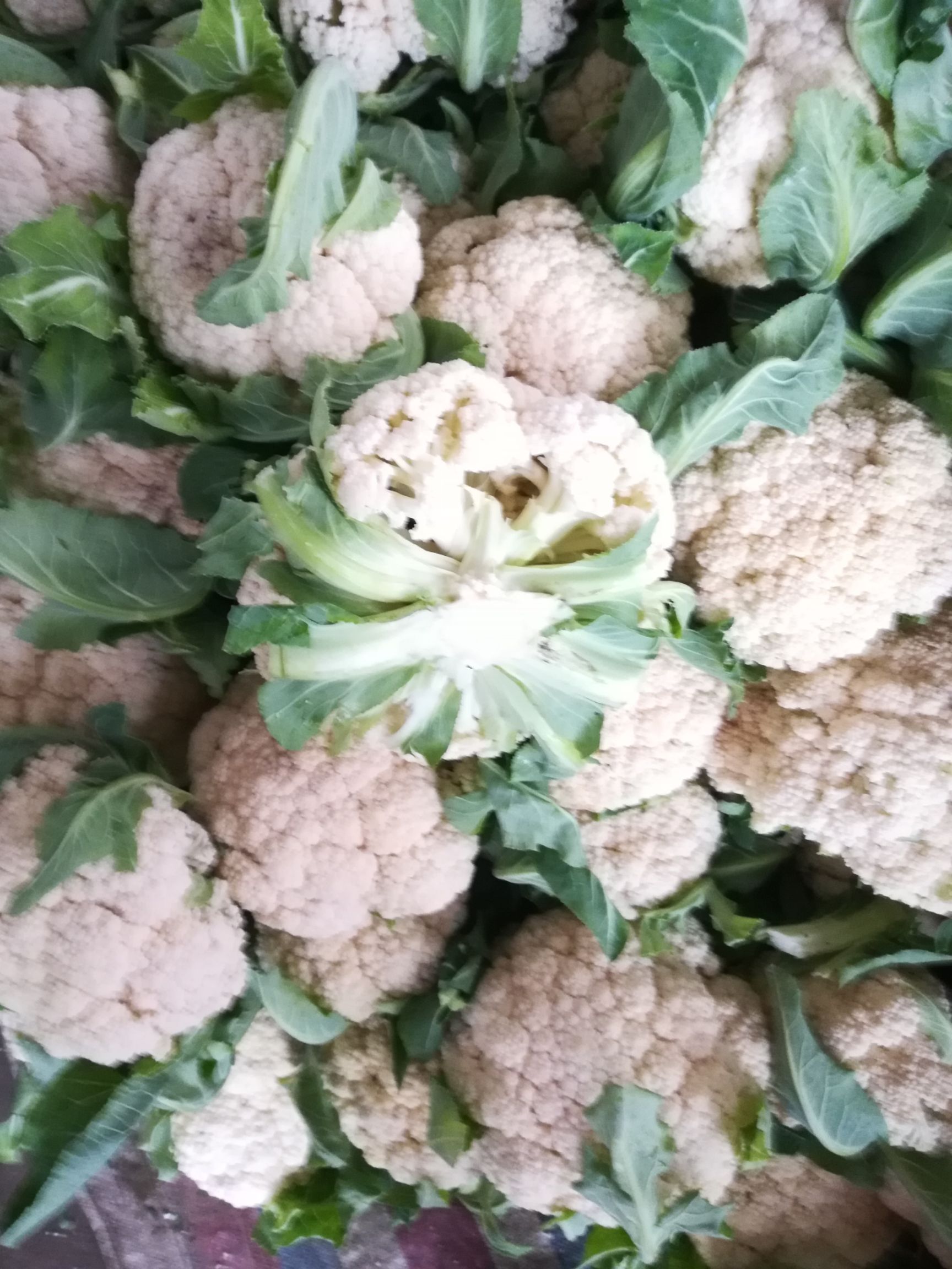 花椰菜 有机花大量上市了.