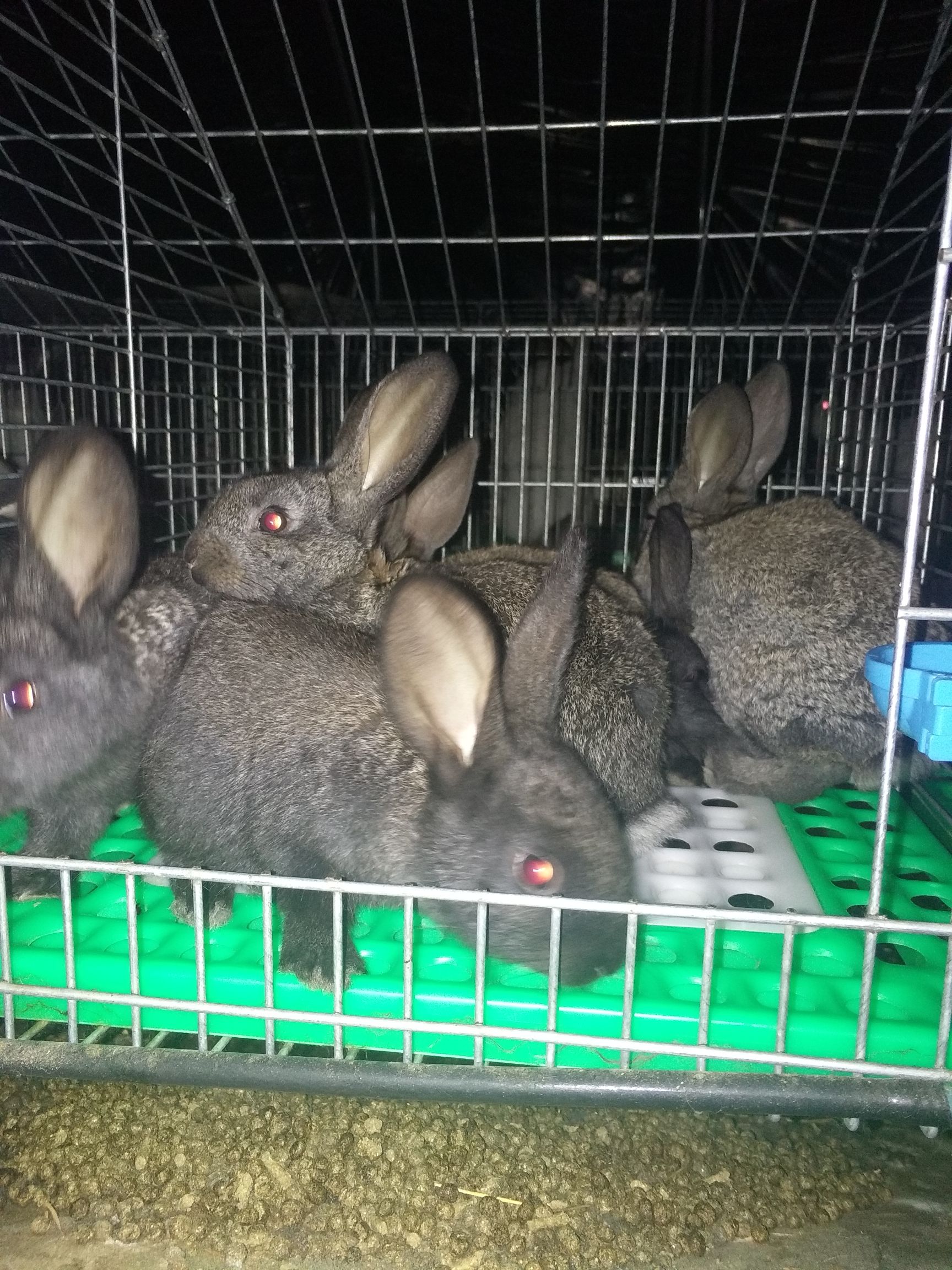 兔子杂交比利时,伊拉兔