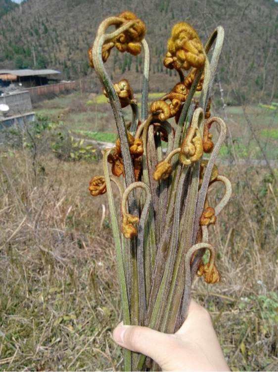 新鲜蕨菜批发 零售!凤爪菜批发