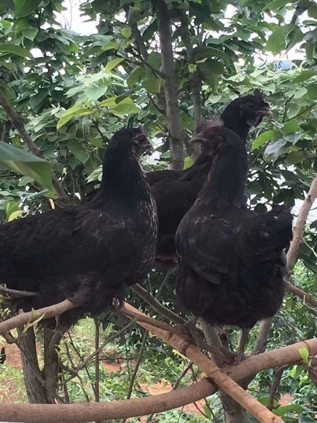 五黑鸡 湖南星华禽业孵化土鸡苗,绿壳蛋蛋鸡苗 黑羽和麻羽 免售后服务