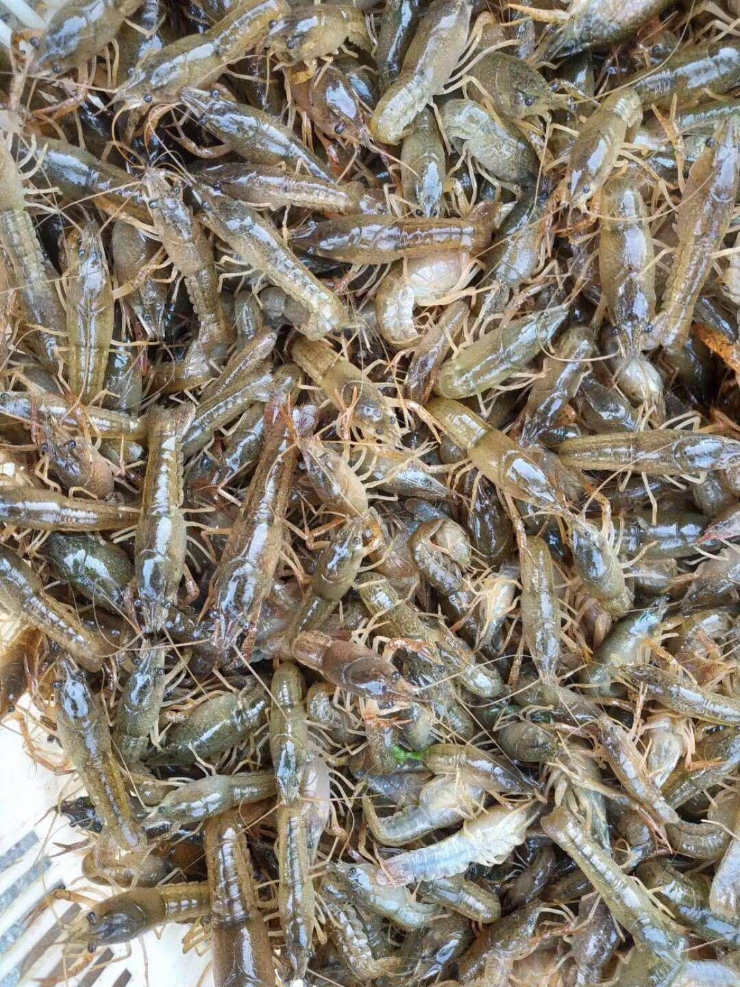 小龙虾苗虾苗青虾克氏鳌虾技术指导冷藏车专送基地直供苗价咨询