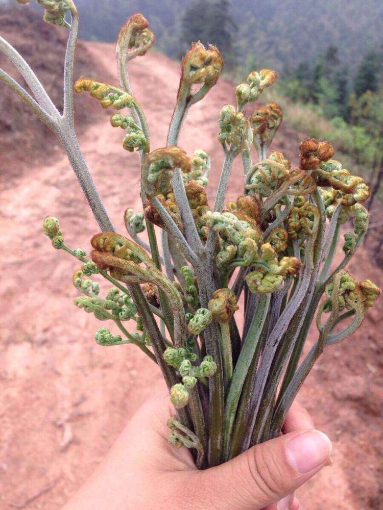 新鲜蕨菜批发 零售!凤爪菜批发