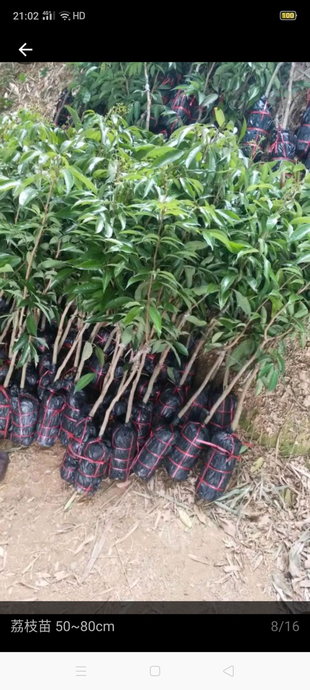 正宗各种荔枝苗妃子笑白糖罂仙进奉无核荔枝桂味荔枝糯米糍