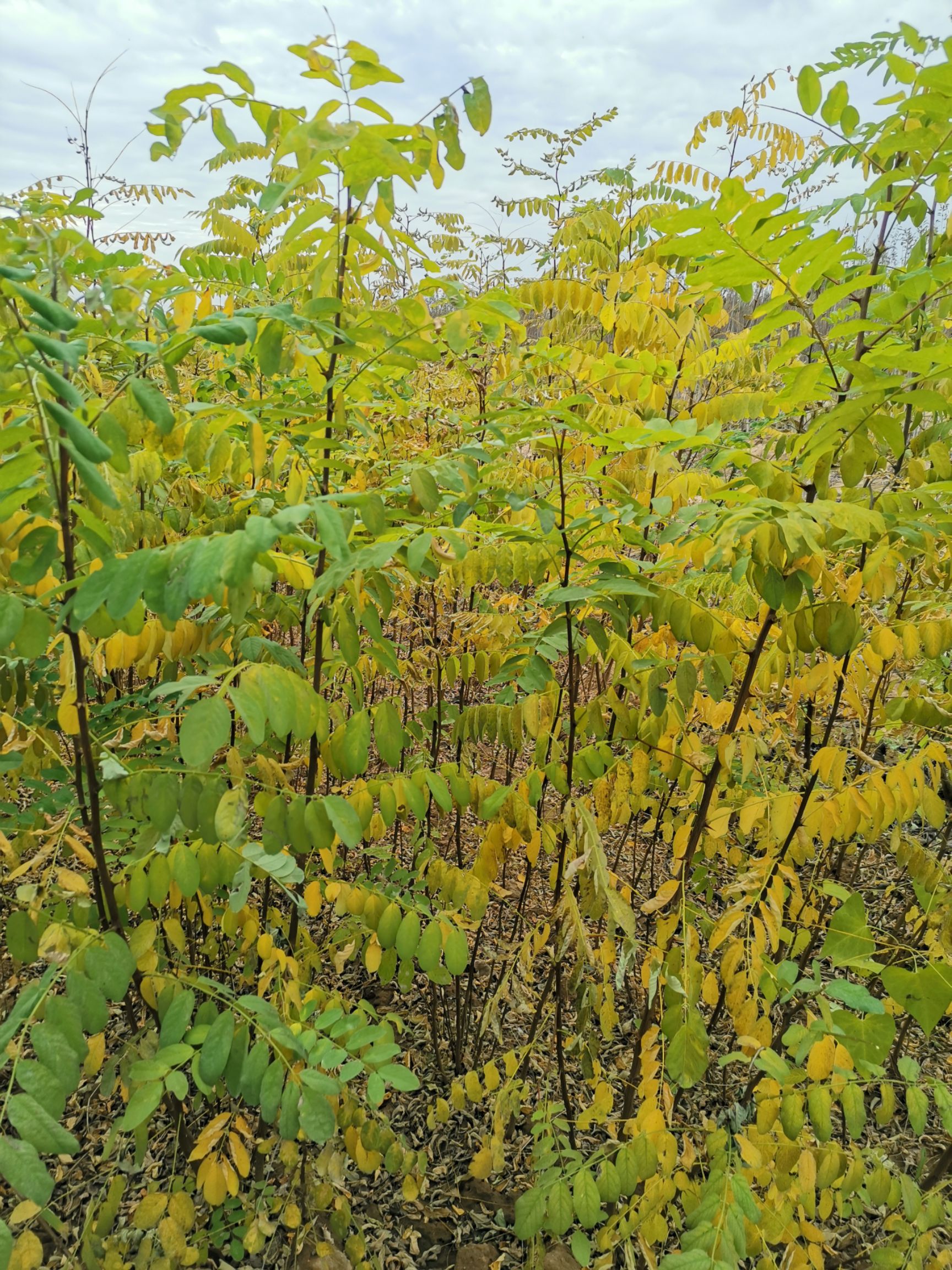 刺槐树苗 洋槐花食用篱笆护栏刺槐小苗 苗圃直供包邮