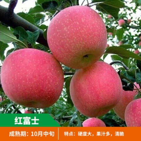 短枝型红富士苹果树苗 红富士苹果苗,盆栽地栽,南北方种植