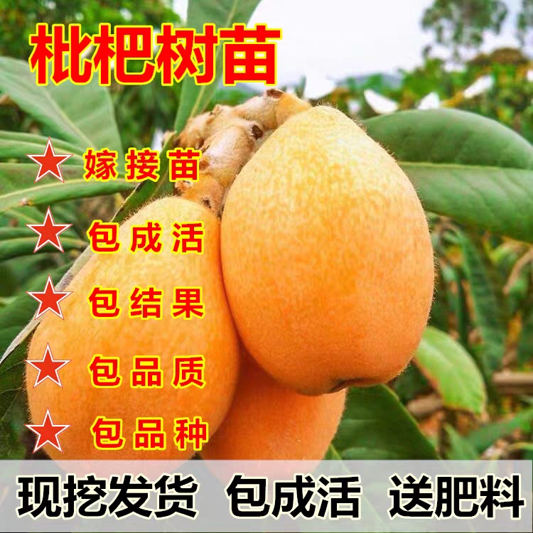早五星枇杷树苗正宗嫁接苗无核枇杷苗当年结果南方北方种植果树