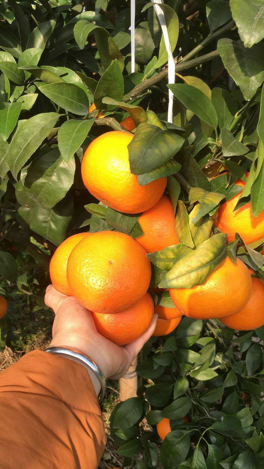 荔浦高品质沃柑,个头好,果面干净