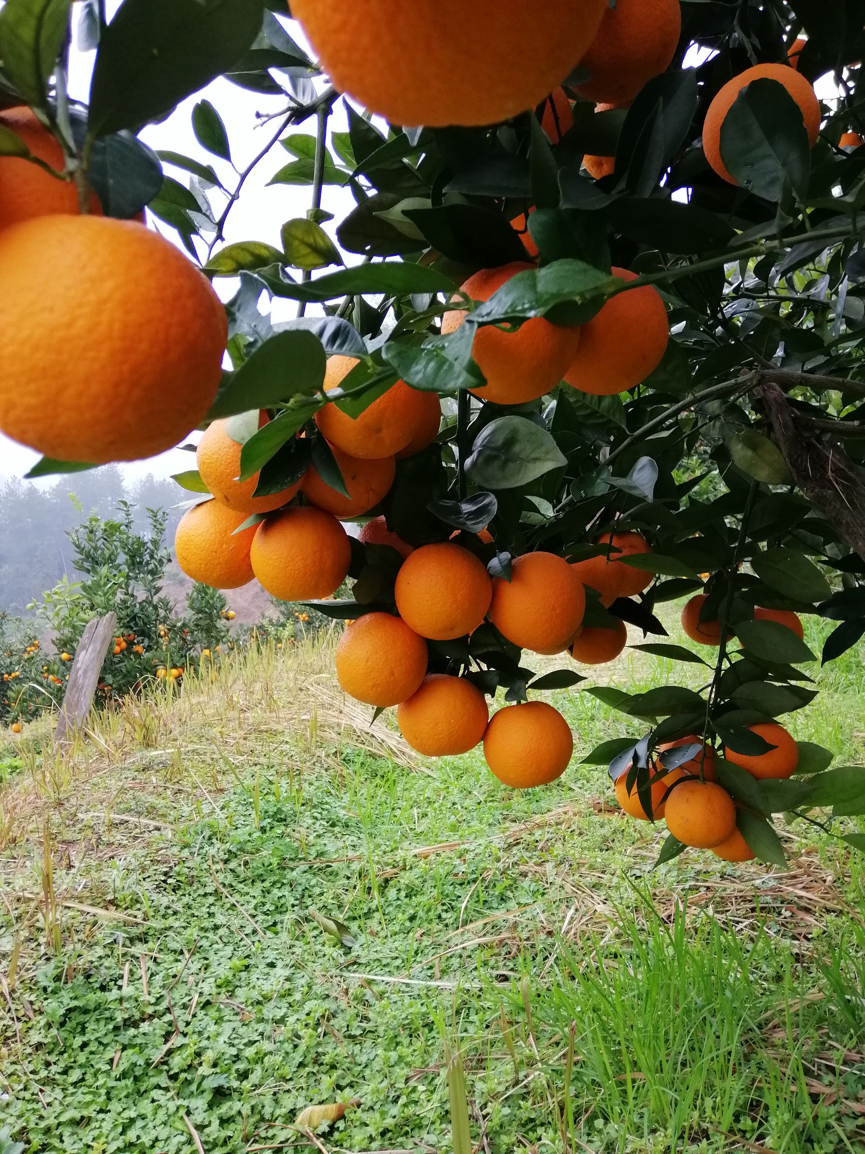桂林蜜香橙