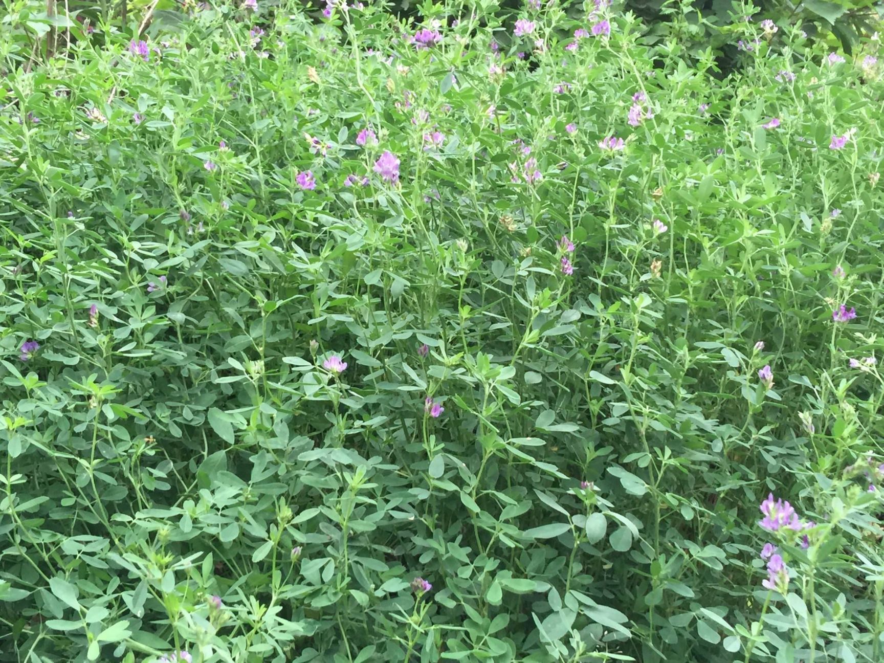 紫花苜蓿种子 紫花苜蓿羊牛吃的专用牧草营养价值高含多种维生素矿