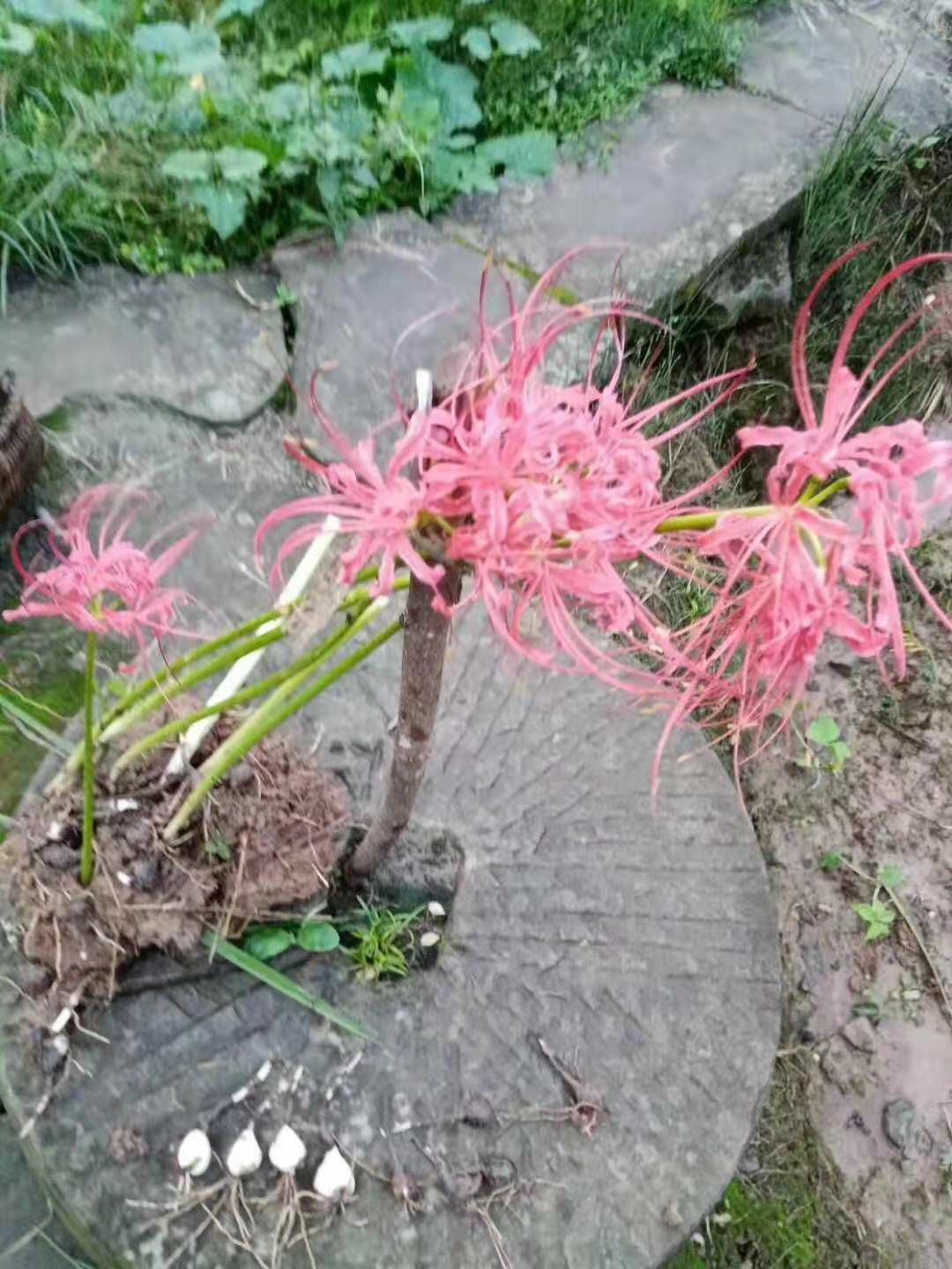 彼岸花种子 彼岸花种球