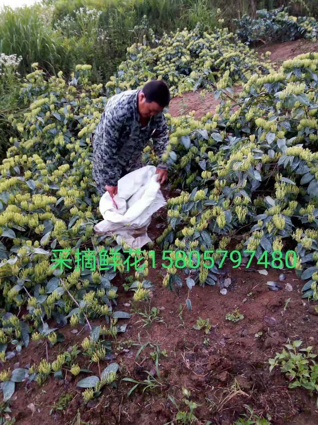 树形金银花 金银花苗木价格,渝蕾金银花苗木批发基地,湘蕾金银花苗木