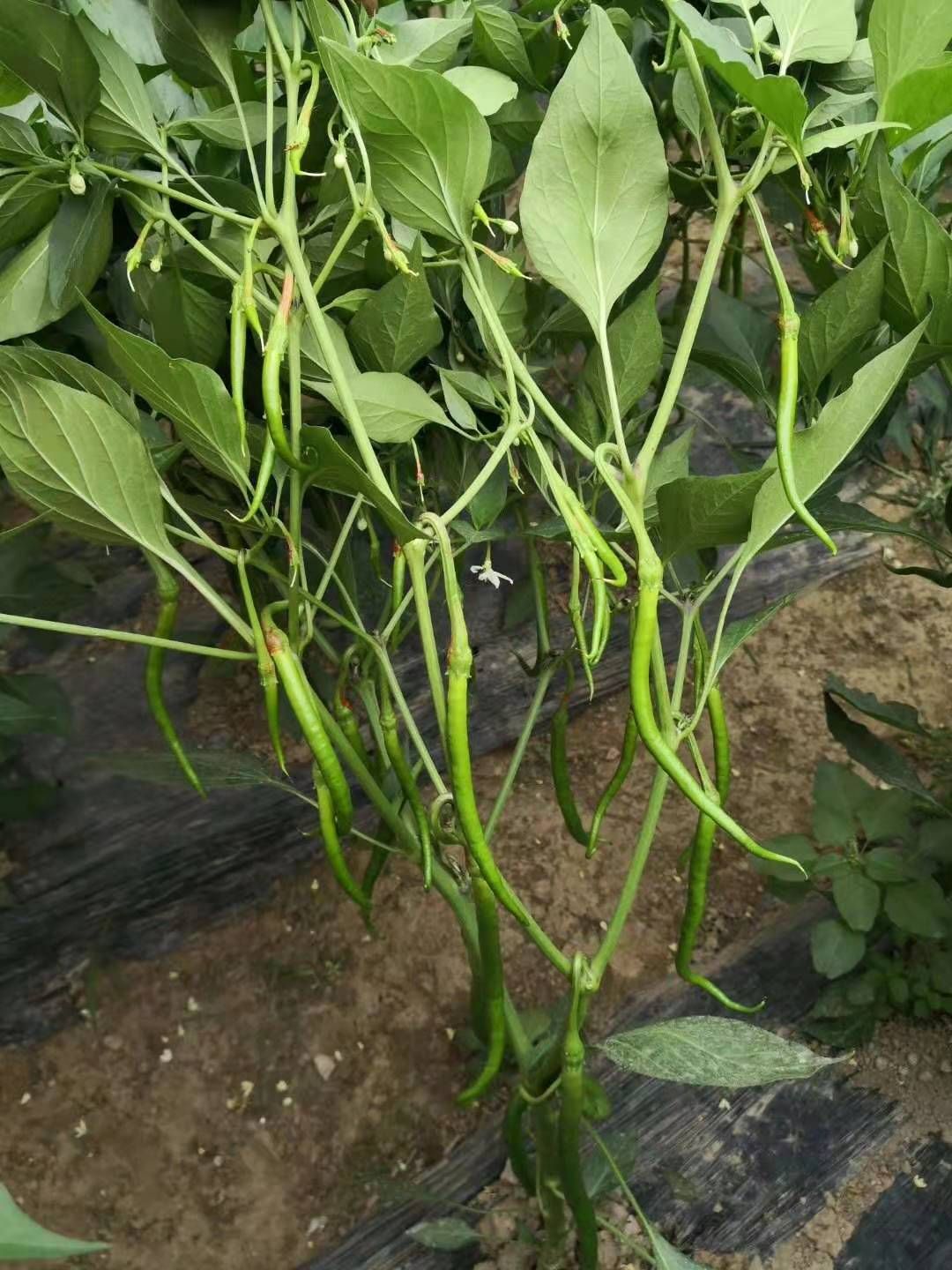 辣椒苗,高产,抗病,果型好商品性高