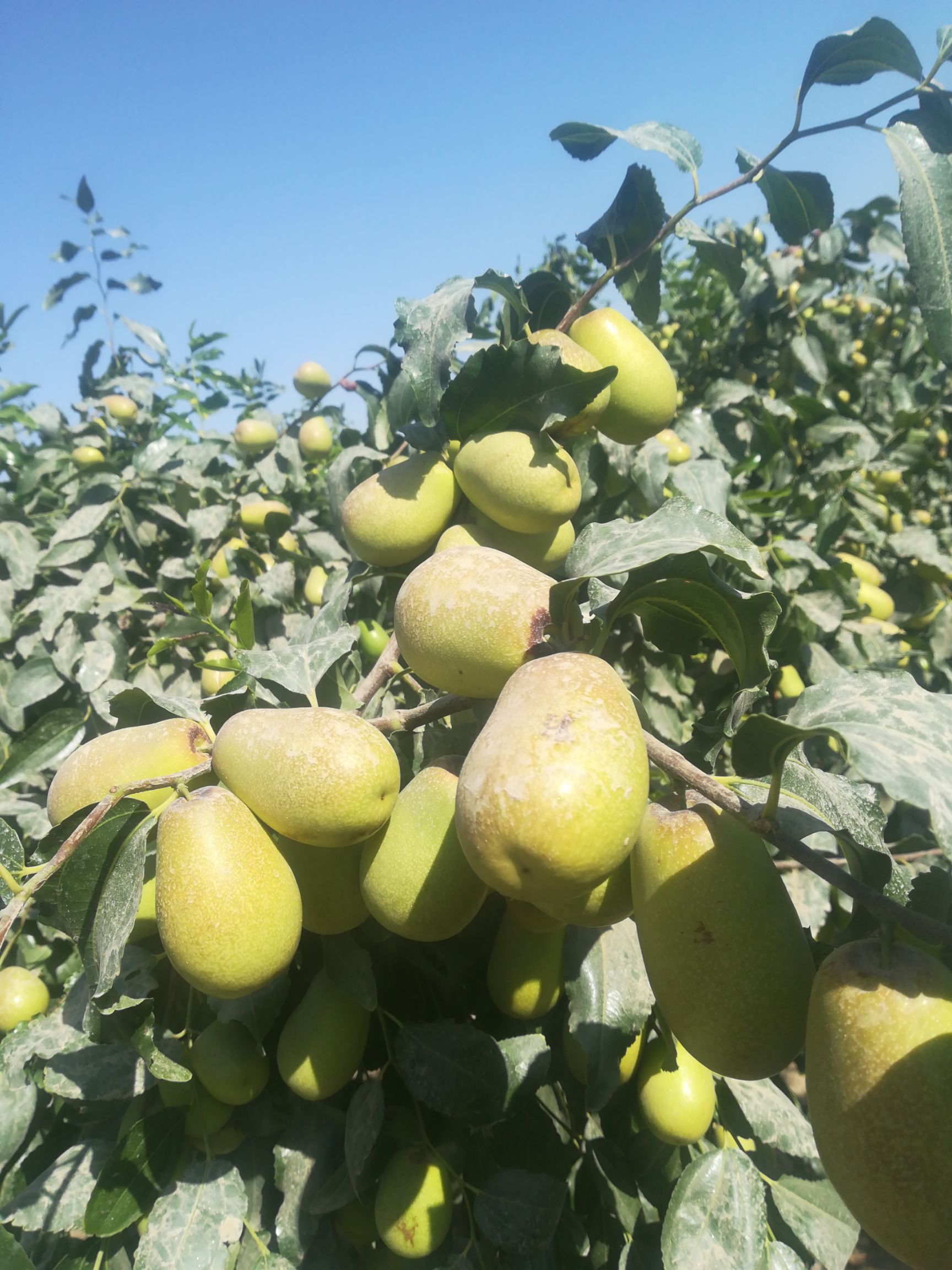 新疆昆玉市昆玉市和田大枣 统货